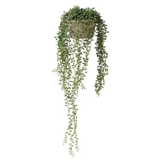 String of Pearl in Cement Pot