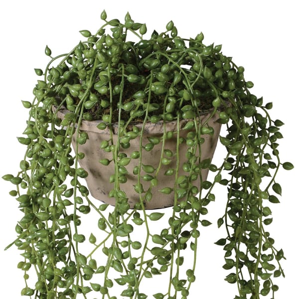 String of Pearl in Cement Pot